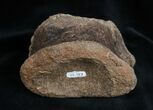 Large Edmontosaurus Phalanx (Toe Bone) #1698-1
